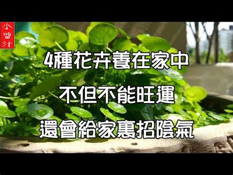 鹿角山蘇風水|鹿角蕨風水位：旺運篇